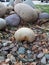 Mushroom hidden among the rocks along the sidewalk near 25th St. in San Diego, Ca.