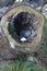 Mushroom in hollow tree