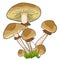 The mushroom honey agaric fungus. vector illustration