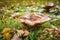 Mushroom honey agaric in the garden between autumn leaves