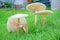 Mushroom a honey agaric on green grass
