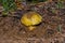 Mushroom Horseman Tricholoma equestre growing in the sandy ground under pine, closeup.