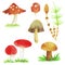 Mushroom and Horsetail Watercolor Illustration