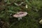Mushroom in the humid forest