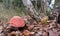Mushroom hunting. Gathering Wild Mushrooms. Fly agaric mushroom photo, Red Amanita muscaria, forest photo, forest mushroom