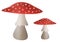 Mushroom Illustration - Amanita muscaria