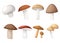 Mushroom illustration of various fungi boletus hampignon Leccinum Chanterelle Oyster.