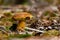 Mushroom Imleria Badia in autumn forest