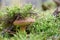 Mushroom Imleria badia or bay bolete with chestnut color cap i