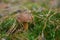 Mushroom Imleria badia or bay bolete with chestnut color cap i
