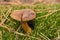 Mushroom Imleria badia or bay bolete with chestnut color cap i