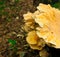 Mushroom, inedible toadstool