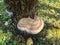 Mushroom Inonotus radiatus growing out of bark of a tree