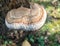 Mushroom Inonotus radiatus growing out of bark of a tree