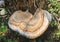 Mushroom Inonotus radiatus growing out of bark of a tree