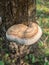 Mushroom Inonotus radiatus growing out of bark of a tree