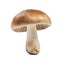 Mushroom isolated on white transparent background