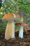 Mushroom king bolete and russula