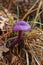 Mushroom Laccaria Amethystina