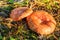 Mushroom lactarius deliciosus