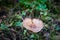 Mushroom lactarius deliciosus in an autumn forest