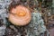Mushroom (Lactarius torminosus), suitable for consumption