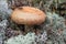 Mushroom (Lactarius torminosus), suitable for human consumption