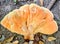 Mushroom Laetiporus sulphureus