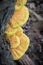 Mushroom Laetiporus sulphureus commonly known as Chicken of wood