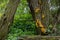 Mushroom Laetiporus sulphureus commonly known as Chicken of woods