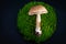 Mushroom laying on a circle of green moss on a black background