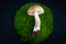 Mushroom laying on a circle of green moss on a black background