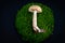 Mushroom laying on a circle of green moss on a black background