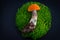 mushroom laying on a circle of green moss on a black background