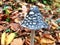 Mushroom between leaves