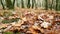 Mushroom leaves autumn, oak tree, forest