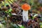 Mushroom leccinum aurantiacum