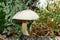 Mushroom leccinum holopus