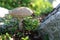 Mushroom leccinum scabrum growing near a large stone