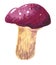 Mushroom Leccinum scabrum, hand drawn watercolor illustration