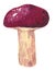 Mushroom Leccinum scabrum, hand drawn watercolor illustration