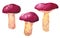 Mushroom Leccinum scabrum, purple cap, hand drawn watercolor illustration