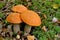 Mushroom Leccinum versipelle