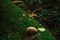 Mushroom, lichen and green moss grow on a trunk of a fallen tree close-up. forest in summer