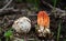 The Mushroom Life Cycle Mature Colus hirudinosus with volva and primordia formation stinkhorn fungus, rare basidiomycete mushroom