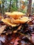 Mushroom life on a rainy day