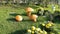 Mushroom lights in lawn