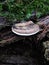 Mushroom on log & x28;Wisconsin wildlife south& x29;