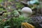 Mushroom Lycoperdon close-up