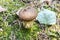 Mushroom Lycoperdon or Grandfather tobacco